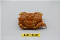 藏品(印痕新近扇蟹)的圖片